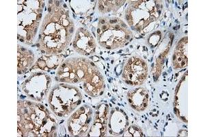 Immunohistochemical staining of paraffin-embedded Kidney tissue using anti-MSMB mouse monoclonal antibody. (MSMB Antikörper)