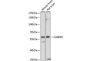 Western blot analysis of extracts of various cell lines, using G antibody (ABIN3017015, ABIN3017016, ABIN3017017 and ABIN6219923) at 1:1000 dilution. (GABRR1 Antikörper  (AA 1-80))