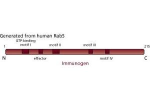 Image no. 3 for anti-RAB5A, Member RAS Oncogene Family (RAB5A) (AA 1-215) antibody (ABIN968139) (RAB5 Antikörper  (AA 1-215))