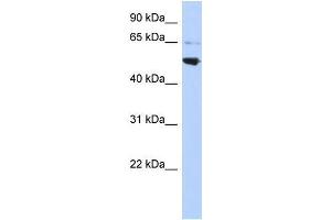 Western Blotting (WB) image for anti-Adaptor-Related Protein Complex 3, mu 2 Subunit (AP3M2) (Middle Region) antibody (ABIN1449881)