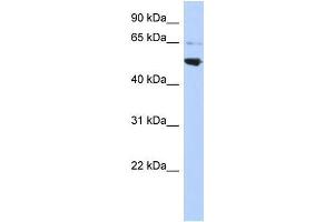 Human HepG2; WB Suggested Anti-AP3M2 Antibody Titration: 0.