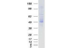 Western Blotting (WB) image for Transmembrane Protease, serine 5 (TMPRSS5) protein (Myc-DYKDDDDK Tag) (ABIN2733931)