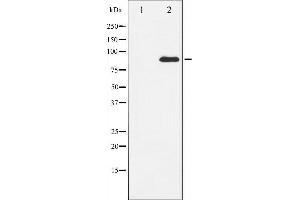 Western blot analysis of ATRIP expression in NIH-3T3 whole cell lysates,The lane on the left is treated with the antigen-specific peptide. (ATRIP Antikörper  (N-Term))