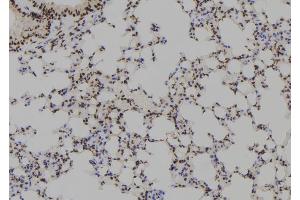 ABIN6279488 at 1/100 staining Mouse lung tissue by IHC-P. (HOXB1 Antikörper  (Internal Region))