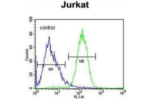 Flow cytometric analysis of Jurkat cells using SLFN12L Antibody (N-term) Cat. (SLFN12L Antikörper  (N-Term))