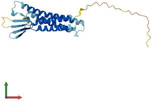 AlphaFold protein structure predicition of Human Recombinant CLDN9 Protein, UniprotID O95484 (Claudin 9 Protein (CLDN9) (AA 1-217) (His tag))