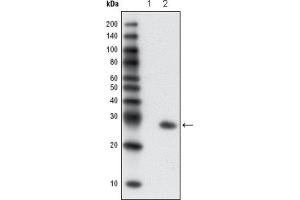 Western Blotting (WB) image for anti-Green Fluorescent Protein (GFP) antibody (ABIN1843725) (GFP Antikörper)