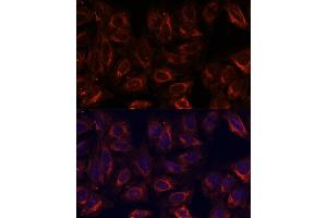 Immunofluorescence analysis of U-2 OS cells using SCGB3A2 antibody (ABIN6147429) at dilution of 1:100. (SCGB3A2 Antikörper  (AA 1-93))
