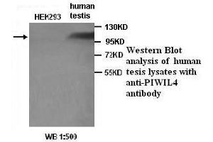 Image no. 1 for anti-Piwi-Like 4 (PIWIL4) antibody (ABIN790893)
