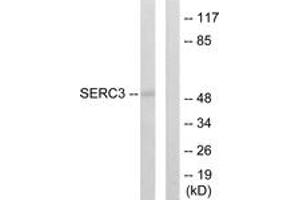 Western Blotting (WB) image for anti-Serine Incorporator 3 (SERINC3) (AA 361-410) antibody (ABIN2889579) (SERINC3 Antikörper  (AA 361-410))