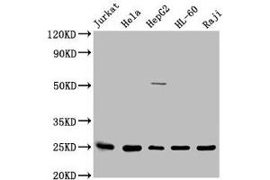Western Blot Positive WB detected in: Jurkat whole cell lysate, Hela whole cell lysate, HepG2 whole cell lysate, HL60 whole cell lysate, Raji whole cell lysate All lanes: HMGB1 antibody at 1:2500 Secondary Goat polyclonal to rabbit IgG at 1/50000 dilution Predicted band size: 25 kDa Observed band size: 25 kDa (HMGB1 Antikörper  (AA 8-179))