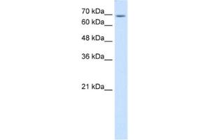 Western Blotting (WB) image for anti-Ubiquitin Specific Peptidase 48 (USP48) antibody (ABIN2463985) (USP48 Antikörper)