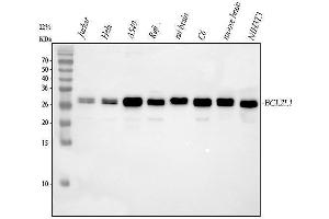 Western blot analysis of Bcl-XL using anti-Bcl-XL antibody (ABIN5518741).