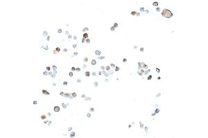 Immunocytochemistry (ICC) image for anti-Cyclin-Dependent Kinase 1 (CDK1) (AA 1-50) antibody (ABIN7454007)