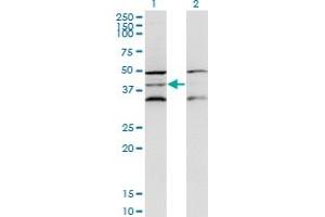 Western Blot analysis of DAP3 expression in transfected 293T cell line by DAP3 monoclonal antibody (M01), clone 3B7. (DAP3 Antikörper  (AA 237-343))