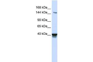WB Suggested Anti-IGSF9 Antibody Titration:  0. (IGSF9 Antikörper  (N-Term))