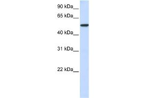 WB Suggested Anti-KPNA3 Antibody Titration: 0. (KPNA3 Antikörper  (N-Term))
