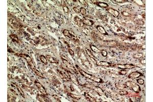 Immunohistochemistry (IHC) analysis of paraffin-embedded Human Kidney, antibody was diluted at 1:100. (IDH1 Antikörper  (N-Term))