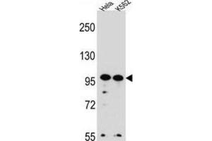 Western Blotting (WB) image for anti-WD Repeat Domain 3 (WDR3) antibody (ABIN2996798)