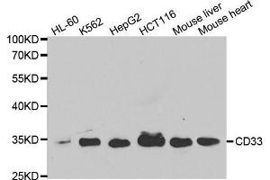 Western blot analysis of extracts of various cell lines, using CD33 antibody.
