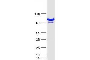 Validation with Western Blot (DEF6 Protein (Myc-DYKDDDDK Tag))