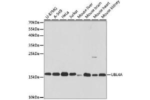 UBL4A antibody  (AA 1-157)