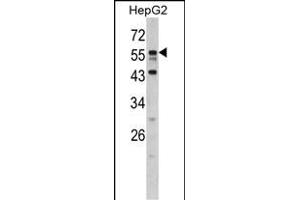 Western blot analysis of DONSON antibody (N-term) (ABIN390485 and ABIN2840846) in HepG2 cell line lysates (35 μg/lane). (DONSON Antikörper  (N-Term))
