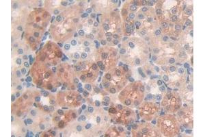 DAB staining on IHC-P; Samples: Rat Kidney Tissue (MUC5B Antikörper  (AA 3667-3771))