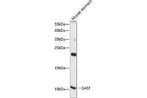 Western blot analysis of extracts of mouse stomach, using GAST antibody (ABIN7267354) at 1:1000 dilution.