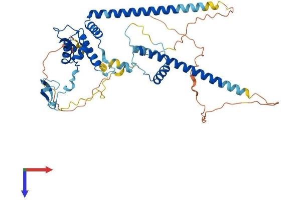 DMAP1 Protein (AA 1-467) (His tag)