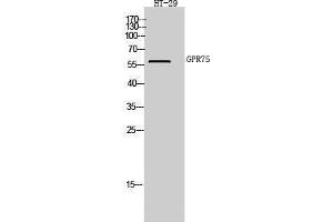 Western Blotting (WB) image for anti-G Protein-Coupled Receptor 75 (GPR75) (C-Term) antibody (ABIN3184909) (GPR75 Antikörper  (C-Term))