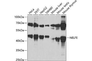 Western blot analysis of extracts of various cell lines, using NELFE antibody (ABIN6127278, ABIN6144526, ABIN6144528 and ABIN6220173) at 1:1000 dilution. (RDBP Antikörper  (AA 1-280))