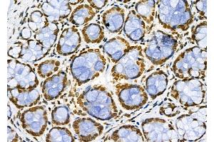 ABIN6261072 and ABIN6266637 at 1/100 staining Rat stomach tissue by IHC-P. (CSTB Antikörper  (C-Term))