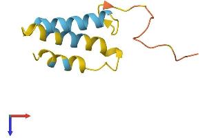 BLCAP Protein (AA 1-87) (Fc Tag)