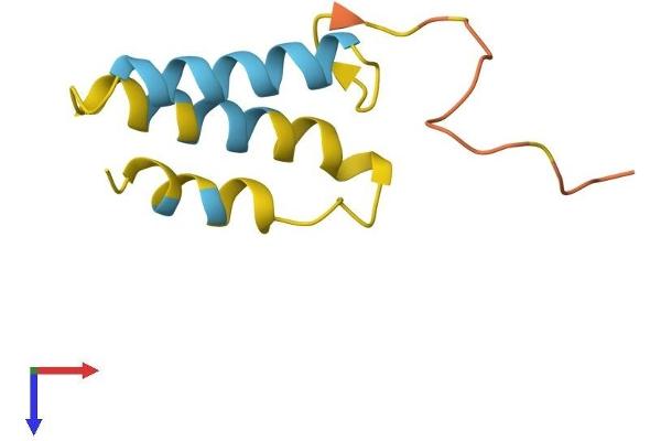 BLCAP Protein (AA 1-87) (Fc Tag)