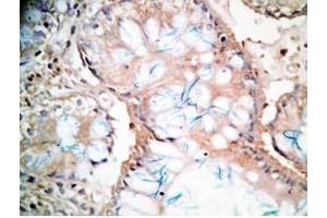 Human colon tissue was stained by Rabbit Anti-CCK-33  (Human,Rat) Antibody