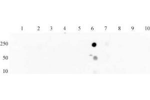 Histone H3 acetyl Lys27 mAb tested by dot blot analysis.