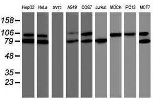 Image no. 1 for anti-TNF Receptor-Associated Protein 1 (TRAP1) antibody (ABIN1501499)