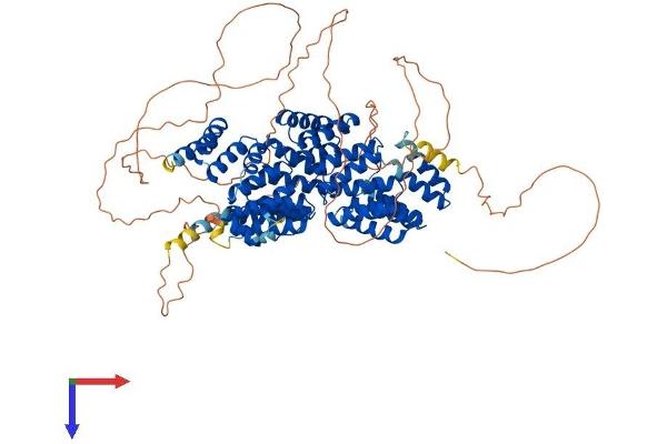 CDC27 Protein (AA 1-825) (His tag)