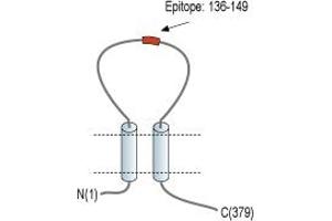 anti-Purinergic Receptor P2X, Ligand-Gated Ion Channel, 6 (P2RX6) (AA 136-149), (Extracellular) antibody