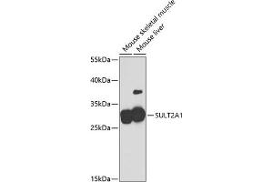 Western blot analysis of extracts of various cell lines, using SULT2 antibody (ABIN6132973, ABIN6148717, ABIN6148719 and ABIN6221156) at 1:2000 dilution. (SULT2A1 Antikörper  (AA 1-145))