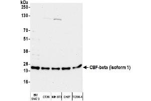Western Blotting (WB) image for anti-Core-Binding Factor, beta Subunit (CBFB) (AA 166-187), (Isoform 1) antibody (ABIN7450071)