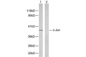 Western blot analysis of extracts from HeLa cells using c-Jun (Ab-243) antibody (E021025). (C-JUN Antikörper)