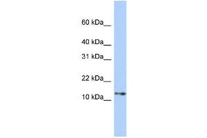 Western Blotting (WB) image for anti-Guanine Nucleotide Binding Protein (G Protein), gamma Transducing Activity Polypeptide 2 (GNGT2) (Middle Region) antibody (ABIN2786184)