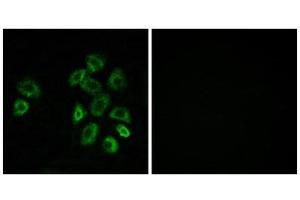 Immunofluorescence (IF) image for anti-G Protein-Coupled Receptor, Family C, Group 5, Member B (GPRC5B) (Internal Region) antibody (ABIN1853018)