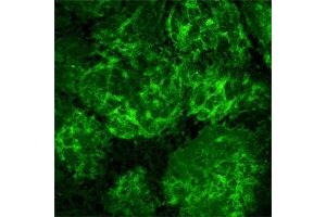 IF on rat olfactory bulb using Mouse monoclonal antibody to rat p75NTR  at a concentration of 10 µg/ml.