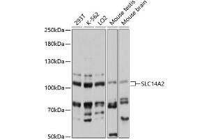 Western blot analysis of extracts of various cell lines, using SLC14 antibody (ABIN6130772, ABIN6147851, ABIN6147852 and ABIN6217121) at 1:3000 dilution. (Solute Carrier Family 14 (Urea Transporter, Kidney) Member 2 (SLC14A2) (AA 420-580) Antikörper)