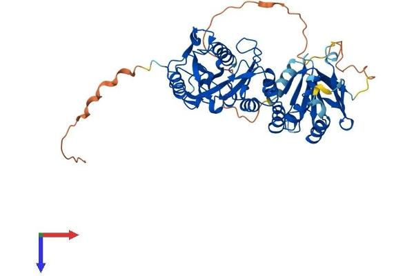 SUFUH Protein (AA 1-484) (His tag)