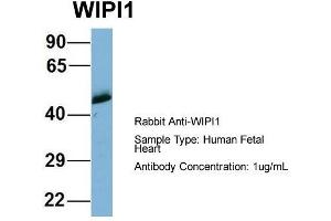 Host: Rabbit  Target Name: WIPI1  Sample Tissue: Human Fetal Heart  Antibody Dilution: 1. (WIPI1 Antikörper  (Middle Region))