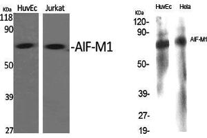 Western Blot (WB) analysis of specific cells using AIF-M1 Polyclonal Antibody. (AIF Antikörper  (N-Term))